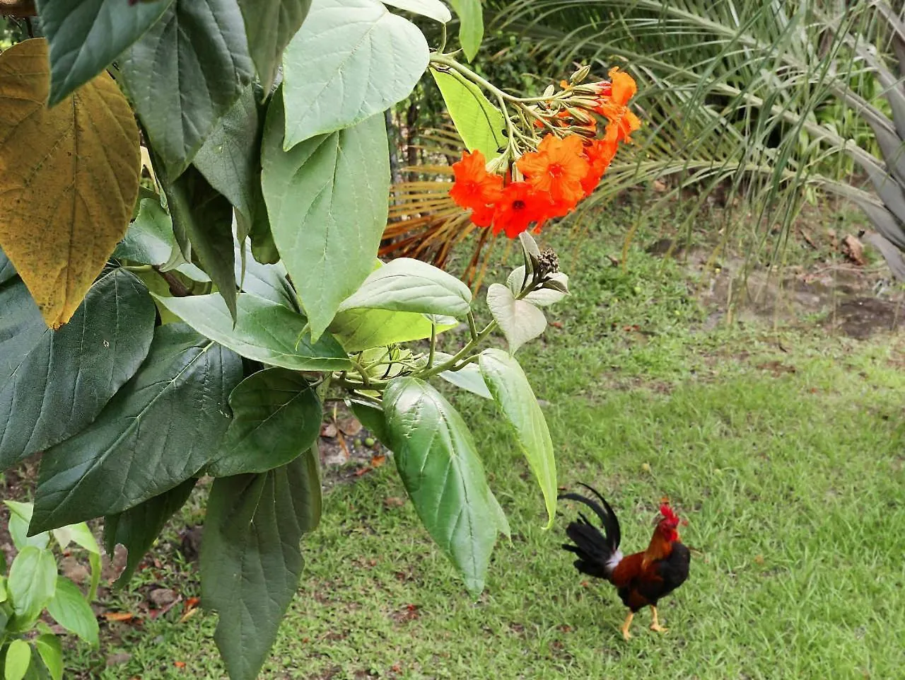 Karureve Villa Deshaies Guadeloupe